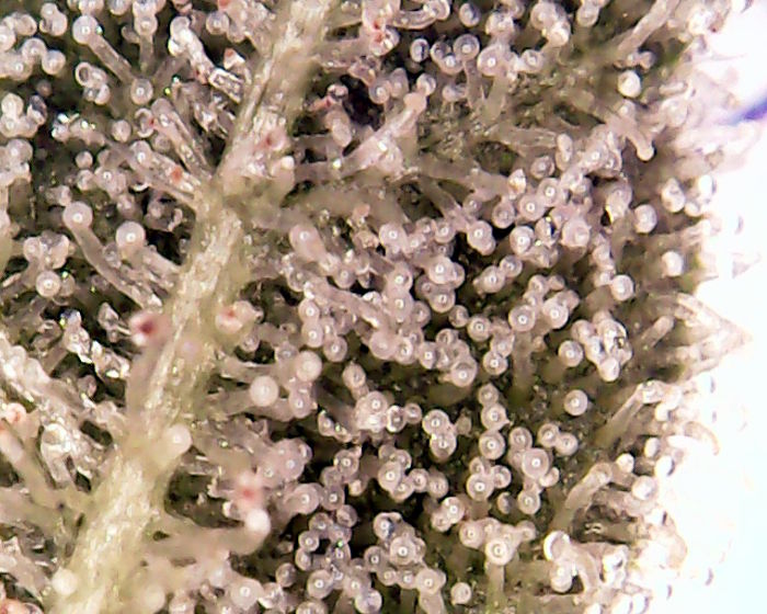 2018-02-06_day63_sissi-trichs (2a).jpg