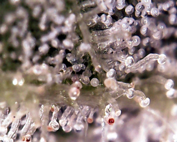 2018-02-06_day63_sissi-trichs (3).jpg