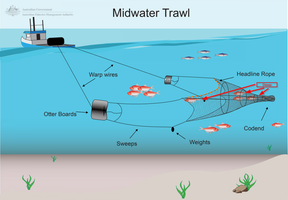 2018-05-02 11_13_05-Midwater-trawl-Scalefish-sector.png