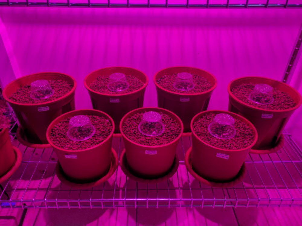 20180319 Marias Micro Meds (Germination).jpg