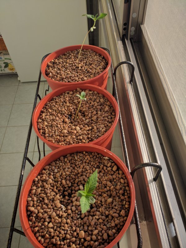 20180328 Medical Micro CBD Seedlings Day 7 (1).jpg