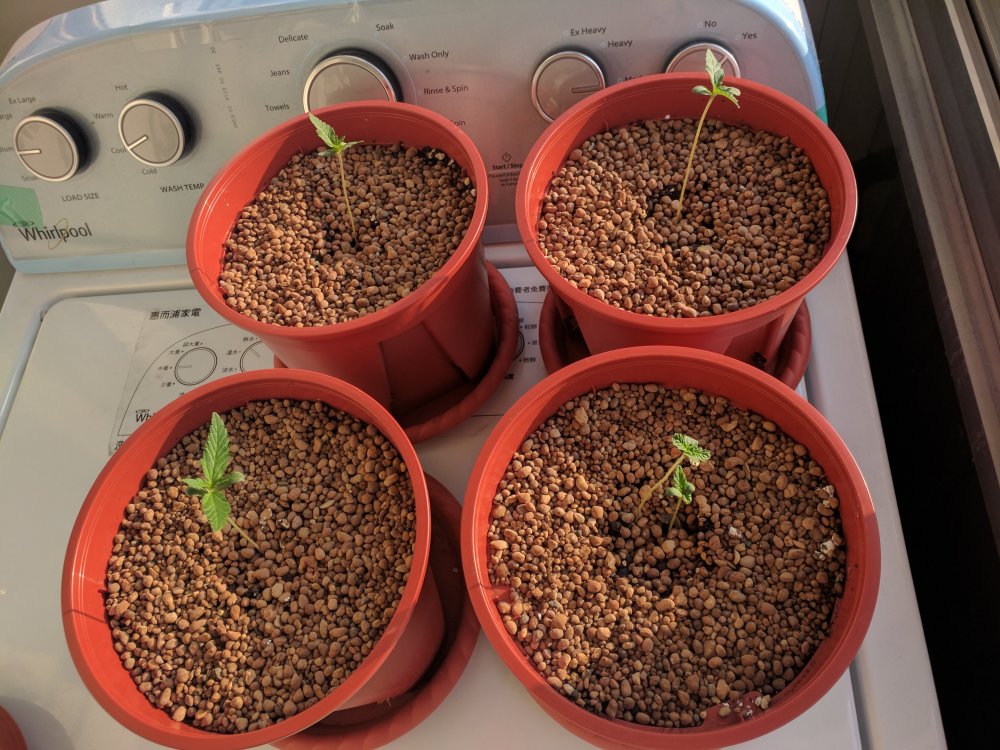 20180328 Medical Micro CBD Seedlings Day 7 (2).jpg