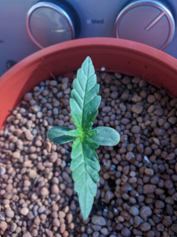 20180328 Medical Micro CBD Seedlings Day 7 (7).jpg