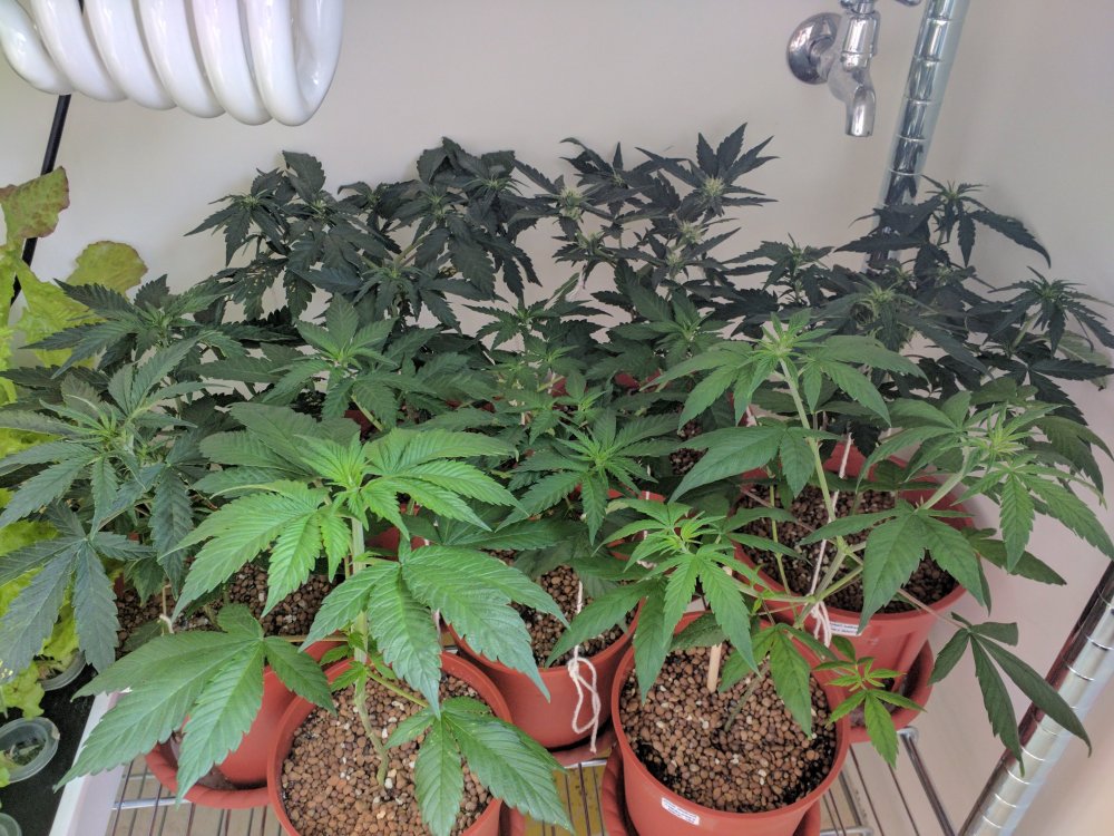 20180425 Micro Meds CBD - Day 35 (11).jpg