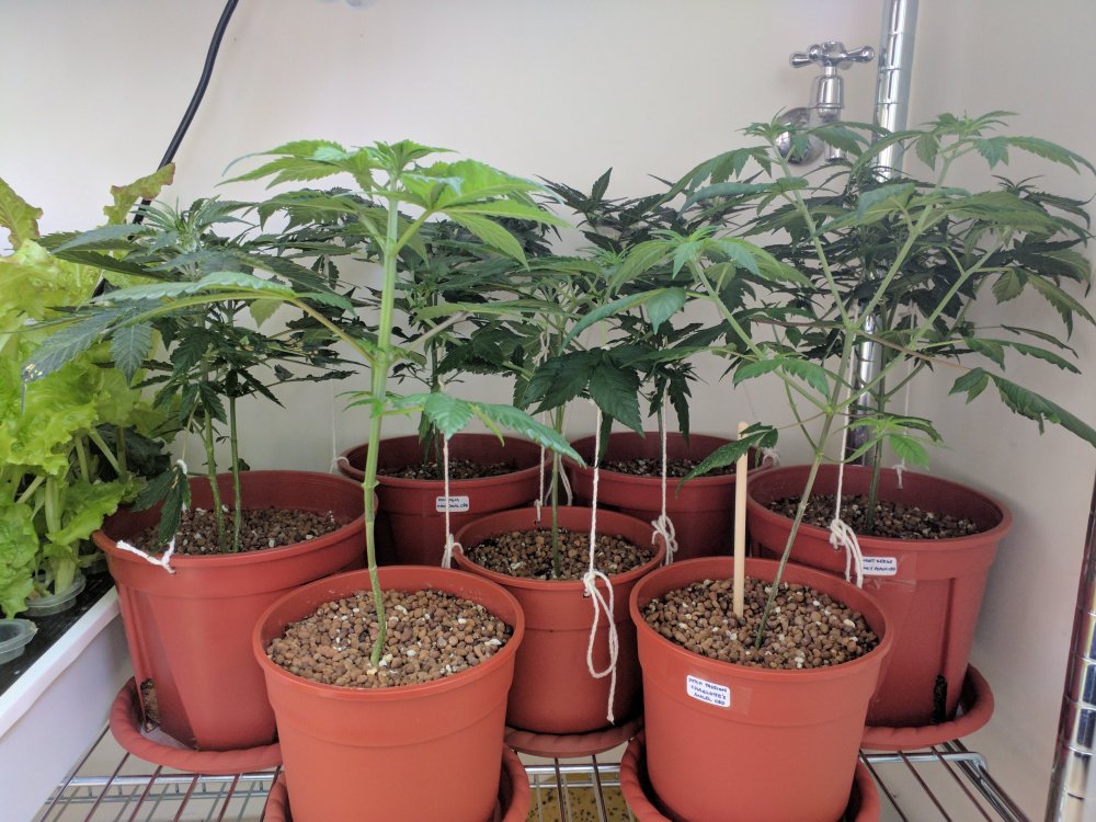 20180425 Micro Meds CBD - Day 35 (12).jpg