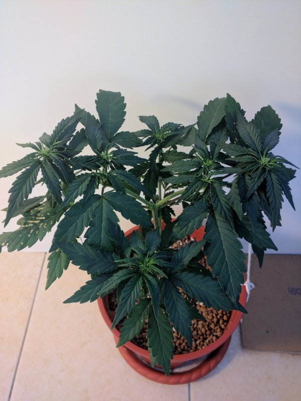 20180425 Micro Meds CBD - Day 35 (7).jpg