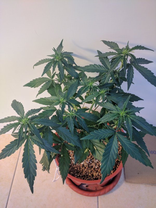 20180425 Micro Meds CBD - Day 35 (8).jpg