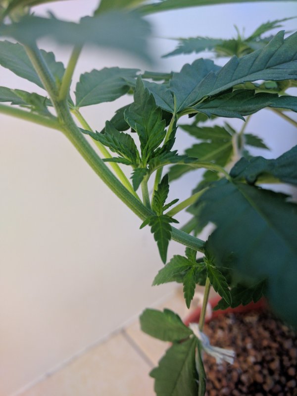 20180425 Micro Meds CBD - Day 35 (9).jpg