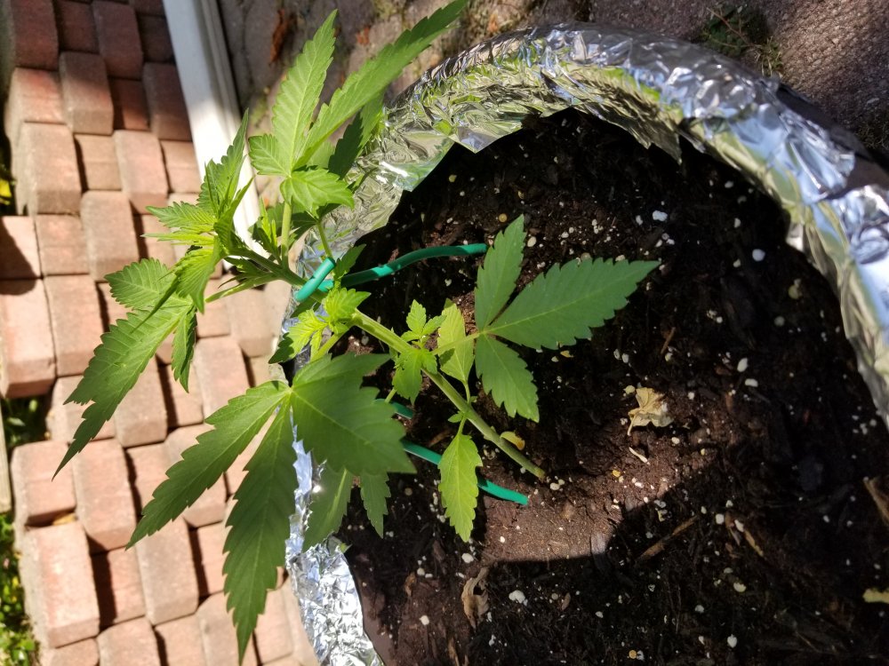 First time grow, is this how you LST