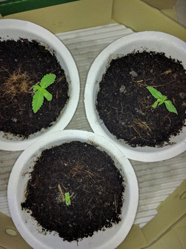 20180914 Testers - Before Planting Out.jpg