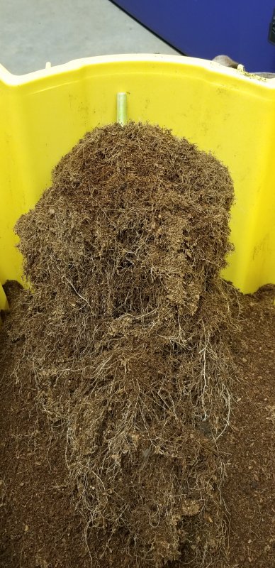 20181201_WCOG_Harvest_Root_side2.jpg