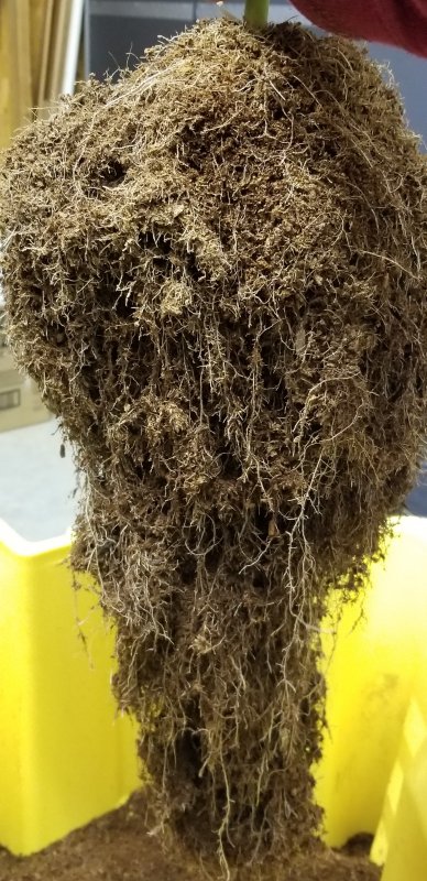 20181201_WCOG_Harvest_Root_side3.jpg