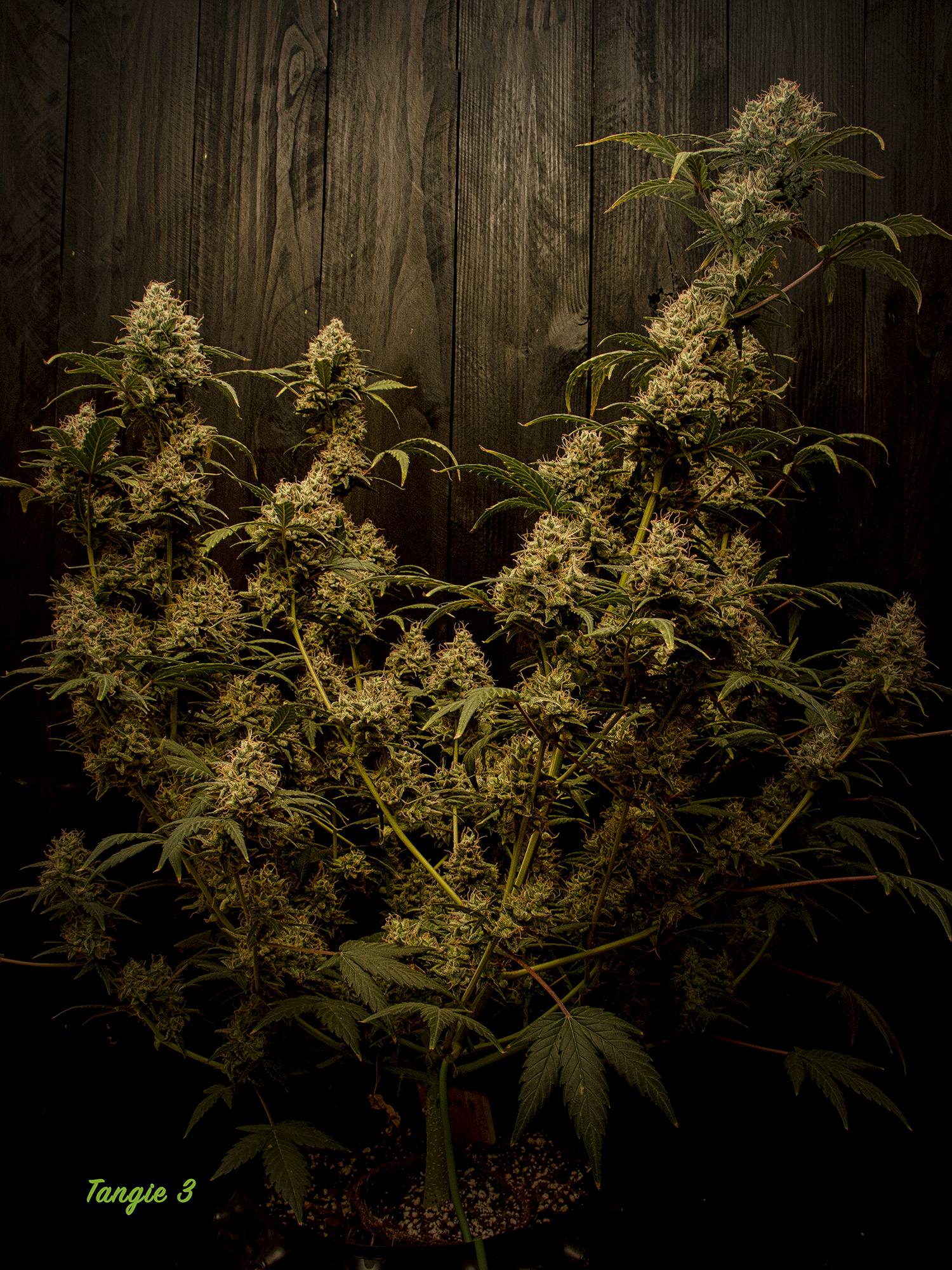 20200114_grow-a_2833-tangie3-jpg.1149082