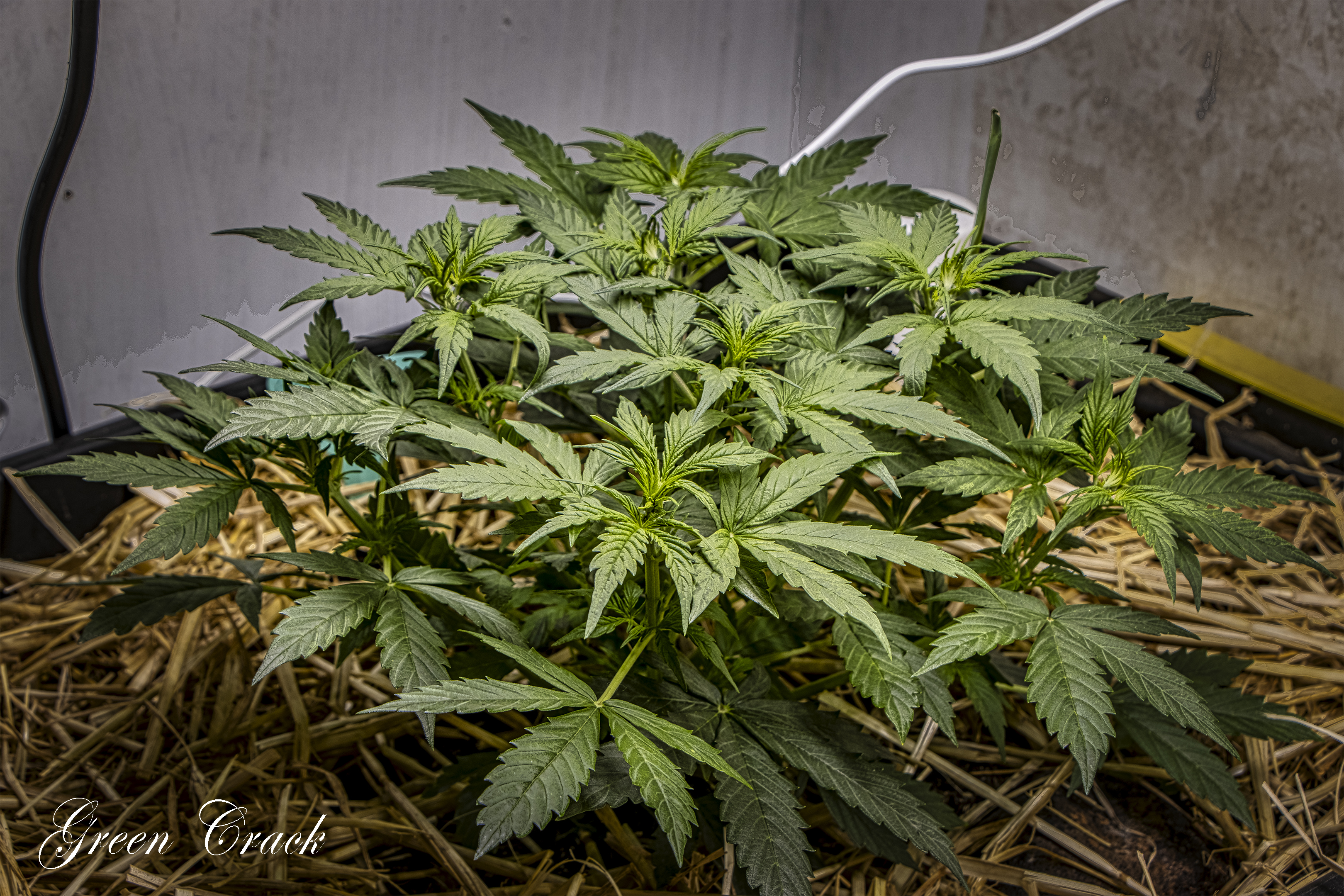 20220125_0502-GreenCrack copy.jpg