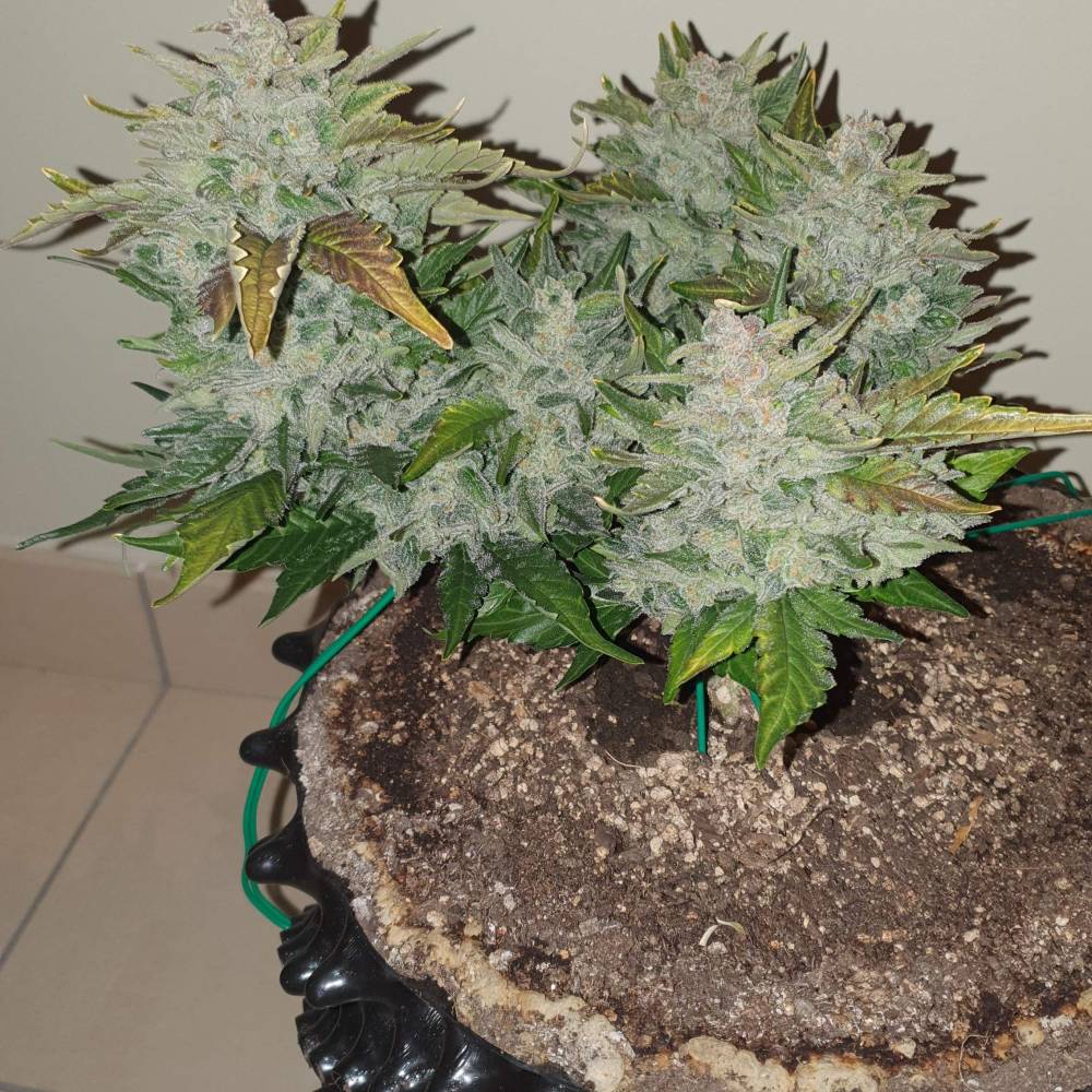 2292935_mephisto-genetics-sour-crack-grow-journal-by-gr33nfi3ldmephisto-geneticssour-crack_xl.jpg