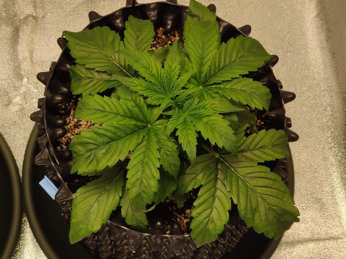 2315234_royal-queen-seeds-northern-light-automatic-grow-journal-by-coolsharkroyal-queen-seedsn...jpg