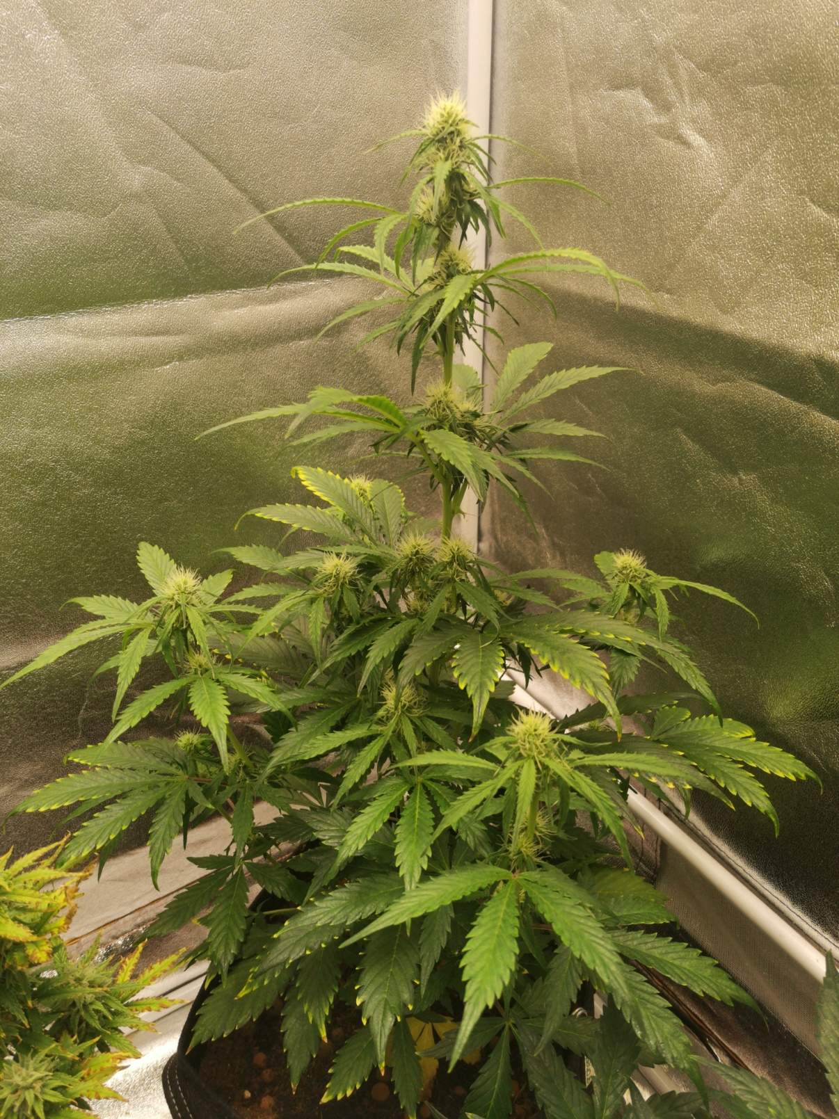 2384800_zamnesia-seeds-sticky-beast-automatic-grow-journal-by-highndryzamnesia-seedssticky-bea...jpg