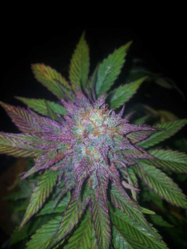 24 Carat Pheno 1 Purple Pheno Day 69 (3).JPG