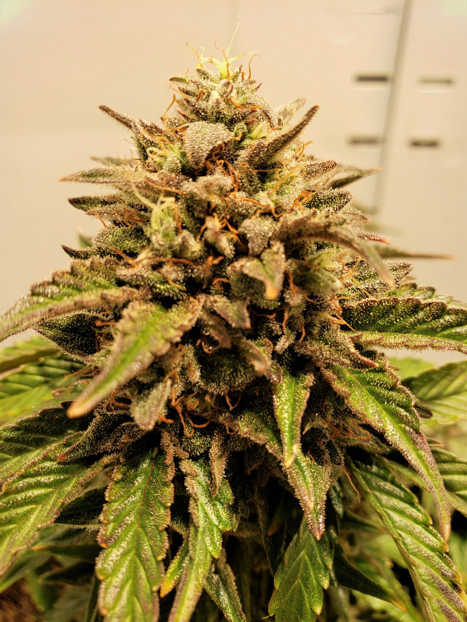 24 Carat x Stone Dragon - 1 - Day 69 - (2).jpg