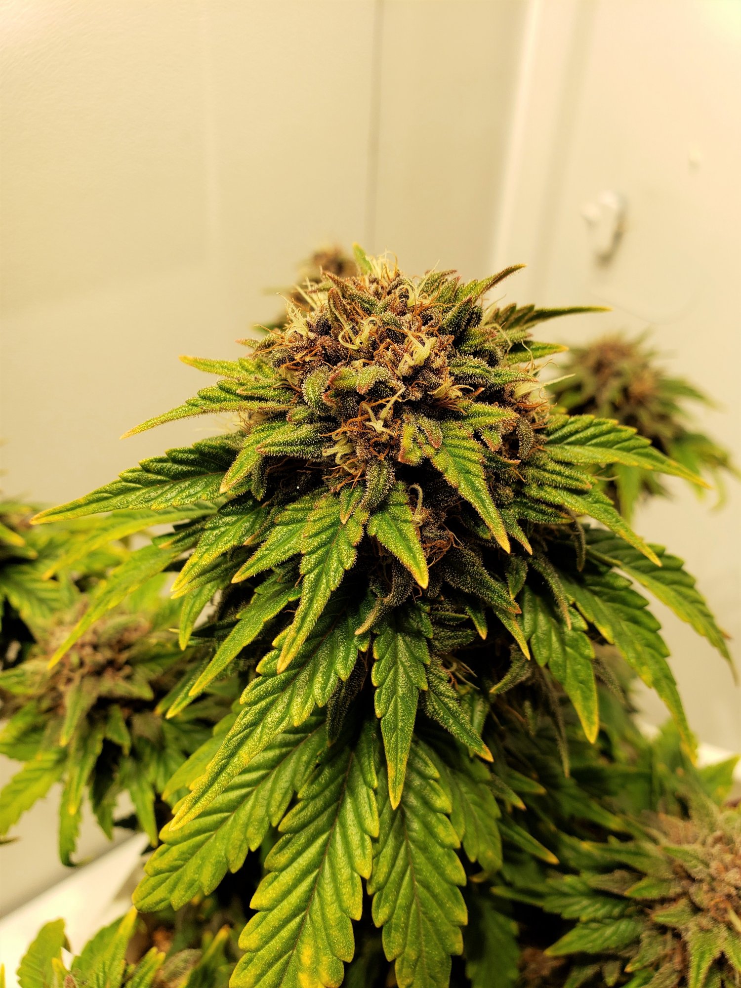 24 Carat x Stone Dragon - 3 - Day 69 - (2).jpg