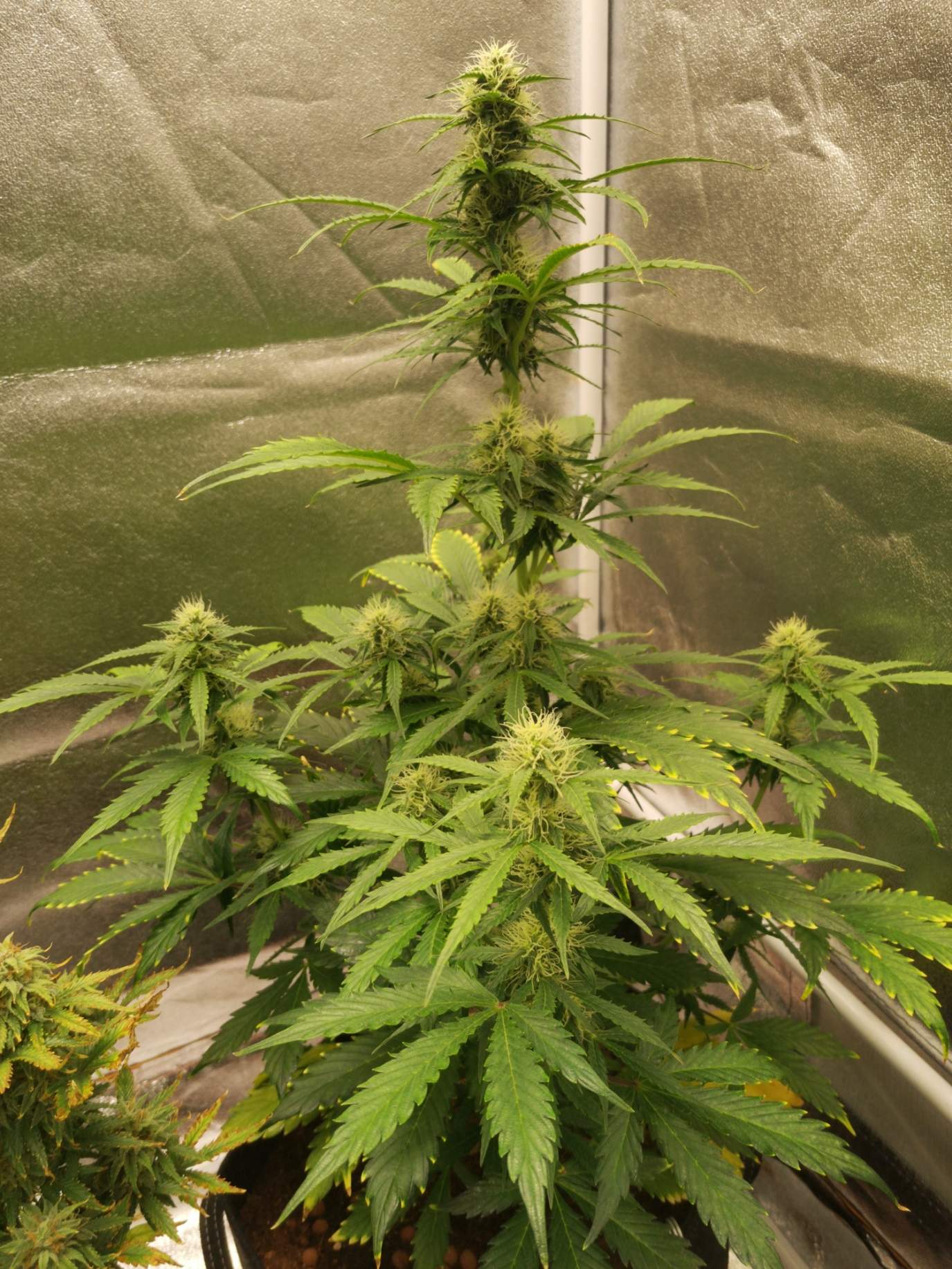 2426299_zamnesia-seeds-sticky-beast-automatic-grow-journal-by-highndryzamnesia-seedssticky-bea...jpg