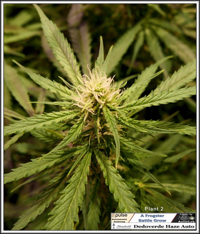 24th-june-2019-plant-2-bud-jpg.1074363