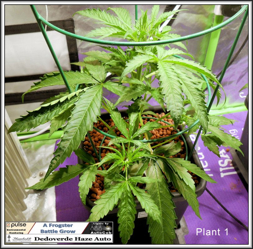 24tht May 2019 Plant 1.jpg