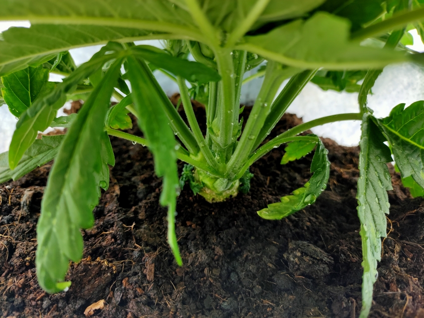 25 days old under the canopy.jpg