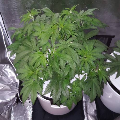 251136_mephisto-25-s-o-lmephisto-geneticsilluminauto-25-sour-orange-ivers_m.jpg