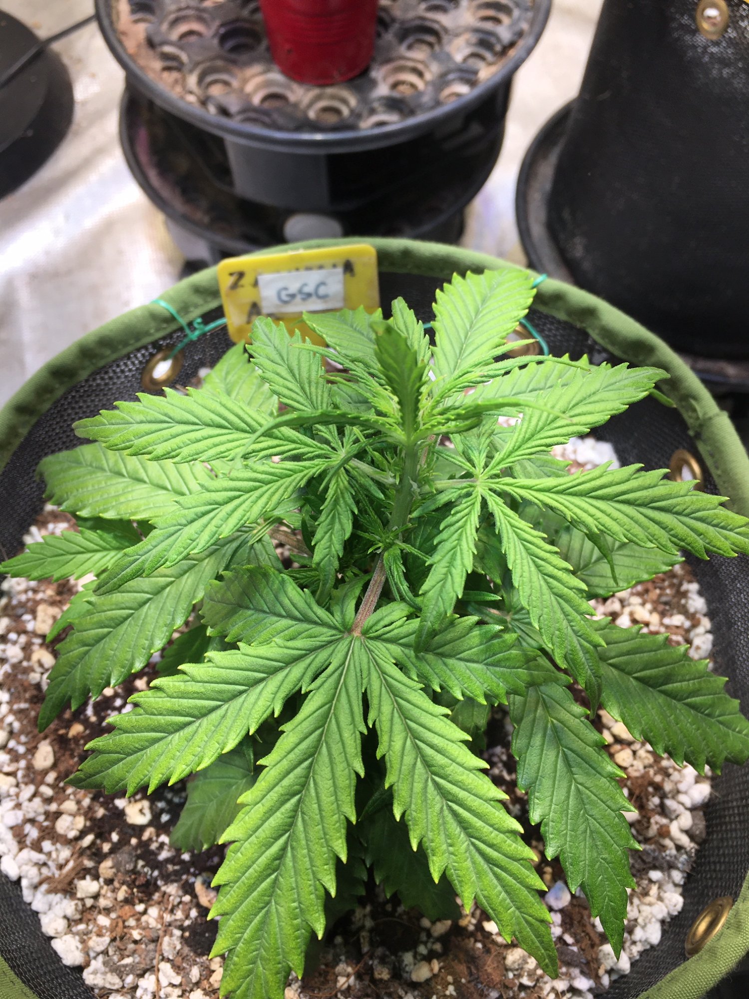 28.GSC (27) a before.JPG