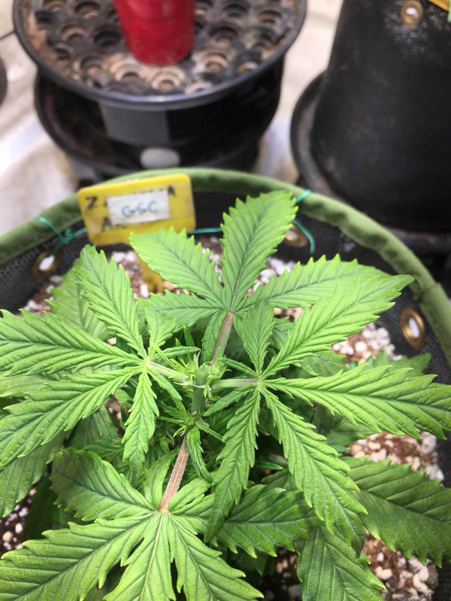 28.GSC (27) b after.JPG