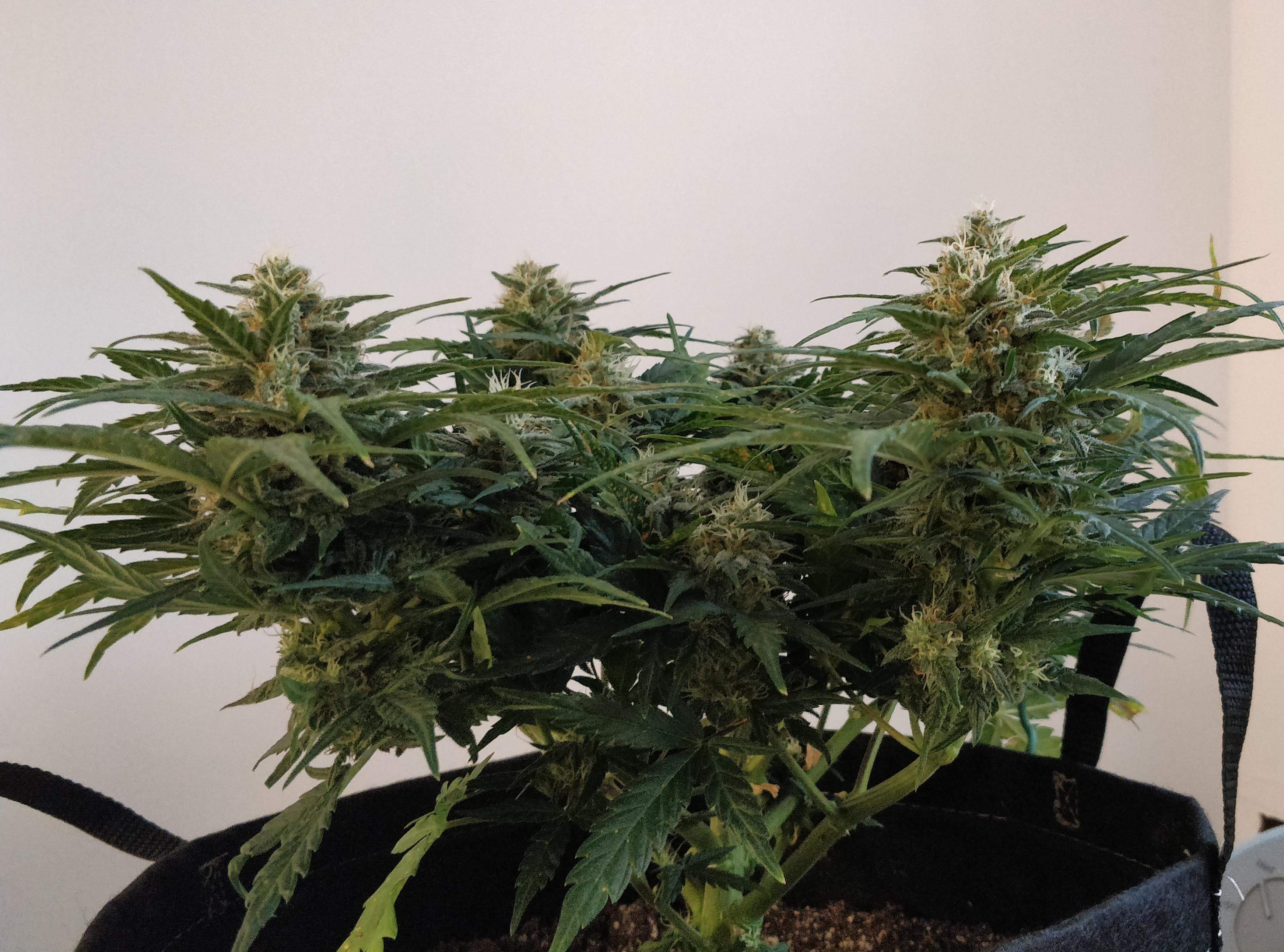 2879624_sweet-skunk-auto-blue-critical-auto-white-widow-xxl-auto-grow-journal-by-stonerlibrarian.jpg