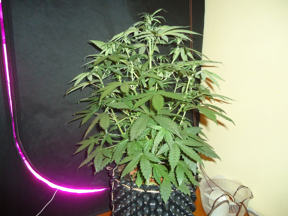 29 day 53cm bigbushy (1).JPG