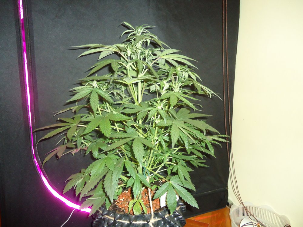 29 day 53cm bigbushy.JPG