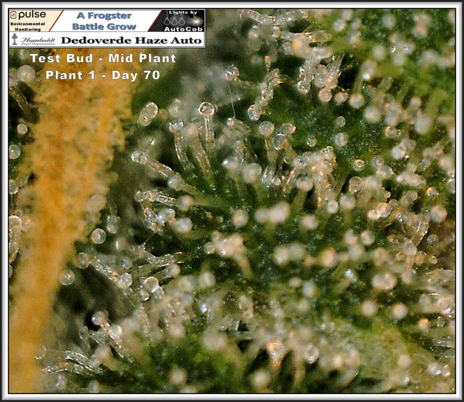 29th June 2019 Plant 1 Mid Level Test Bud Trics 2.jpg