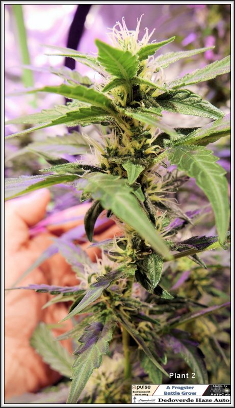 29th June 2019 Plant 2 Mid Level Bud.jpg