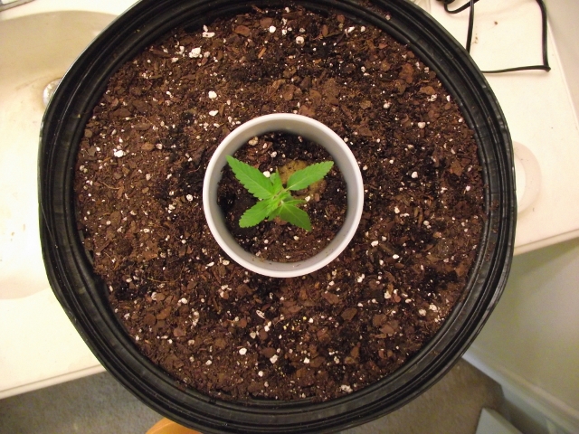 2nd grow may 15 001 (640x480).jpg