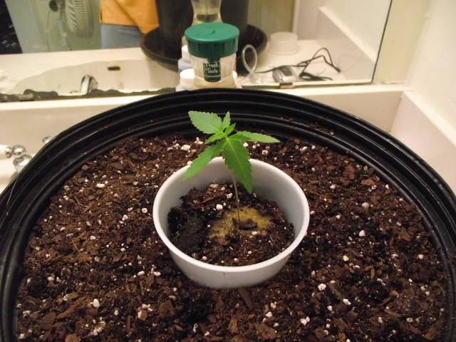 2nd grow may 15 002 (640x480).jpg