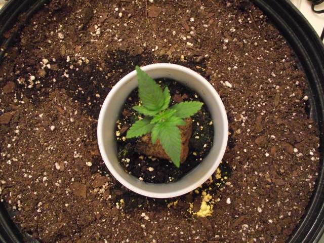 2nd grow may 15 003 (640x480).jpg