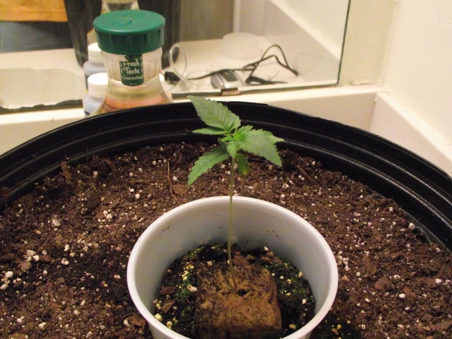 2nd grow may 15 004 (640x480).jpg