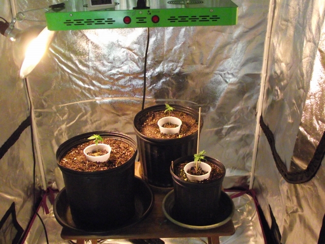 2nd grow may 15 008 (640x480).jpg