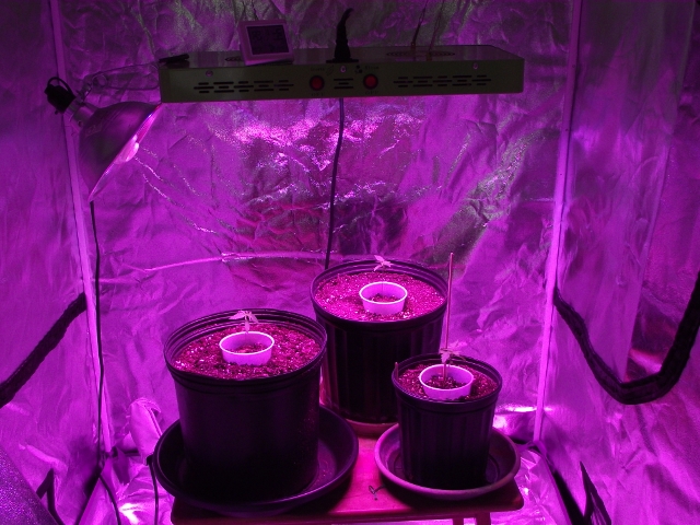 2nd grow may 15 009 (640x480).jpg