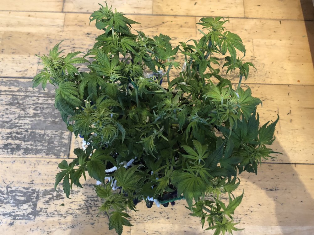 2nd week flower fast buds top.JPG