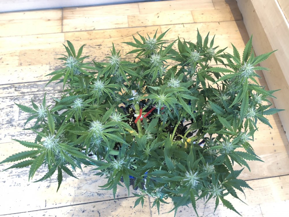 2nd week flower sour livers 2 top.JPG