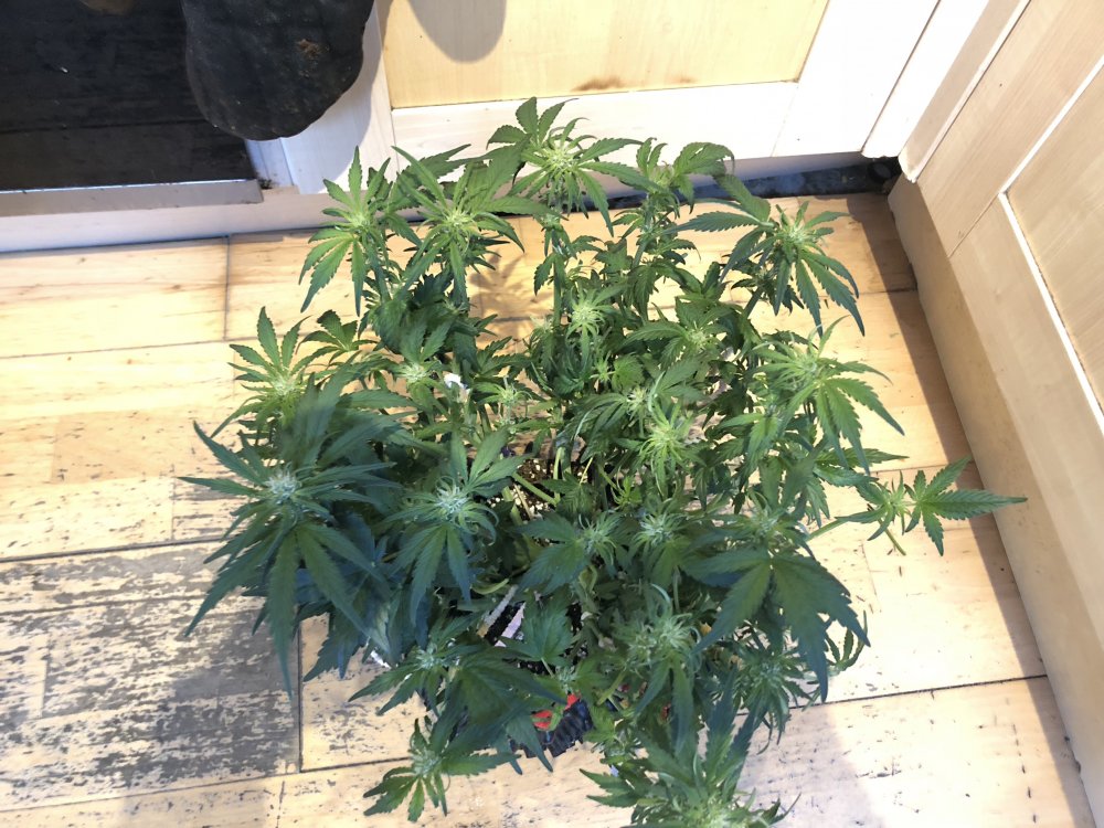 2nd week flower white crack top.JPG