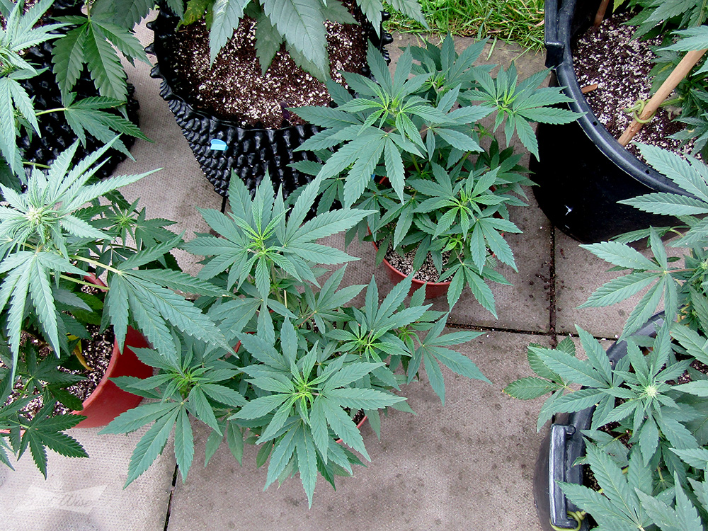 2xJamaican-clones--for-breeding.jpg