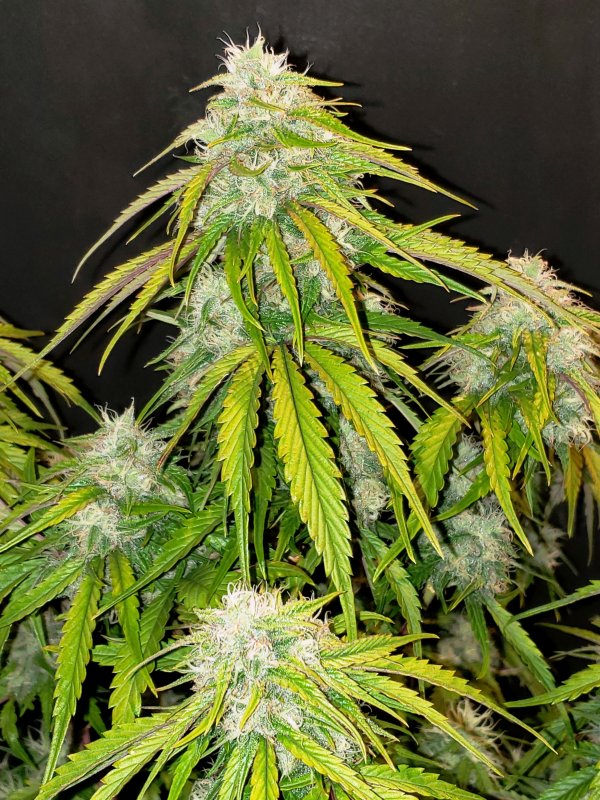 3 Bears OG - Day 55 - (2).jpg