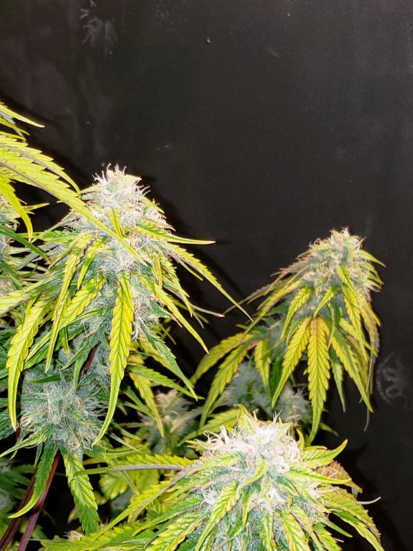 3 Bears OG - Day 55 - (4).jpg