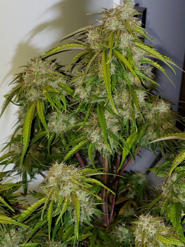 3 Bears OG - Day 65 - (2).jpg