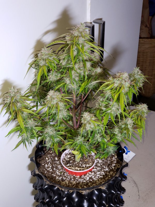 3 Bears OG - Day 65.jpg